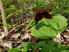 Trillium
