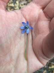 Scilla siberica