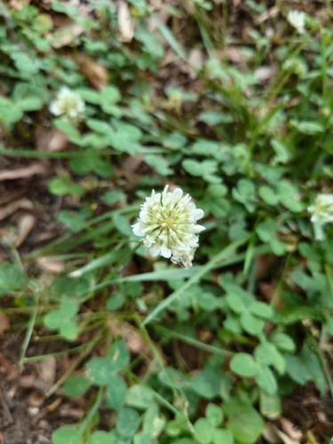 white clover