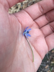 Scilla siberica