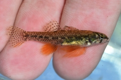Least Darter photo 2
