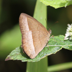 Capronnieria galesus