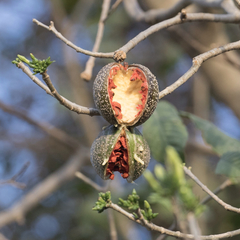 Tabernaemontana tomentosa