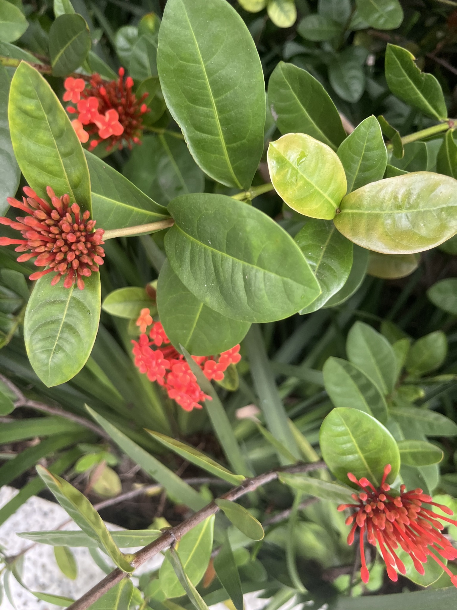 Ixora chinensis