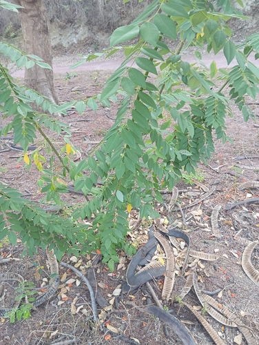 Fence Post Tree (Gliricidia sepium)