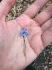 Scilla siberica