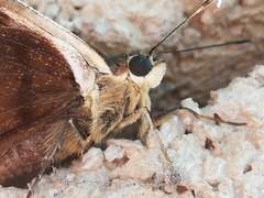 Telegonus alector hopfferi