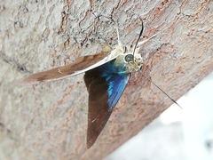 Telegonus alector hopfferi