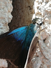 Telegonus alector hopfferi