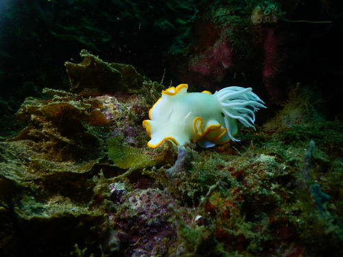 Ardeadoris egretta
