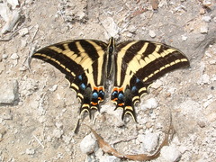 Papilio pilumnus