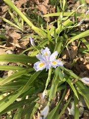 Iris japonica