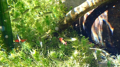 Phenacogaster tegatus
