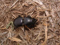 Pasimachus californicus