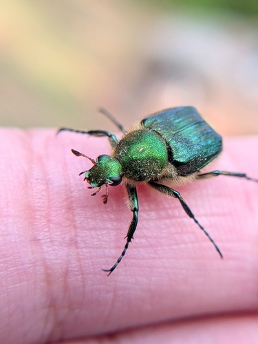 Emerald Flower Beetle