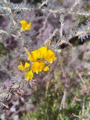 Prickly Aspalathus (Aspalathus acanthophylla)