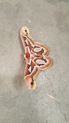 Rothschildia jacobaeae