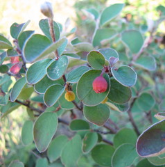 Cotoneaster alaunicus