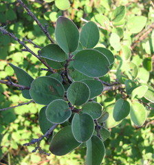Cotoneaster alaunicus