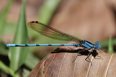 Argia fissa