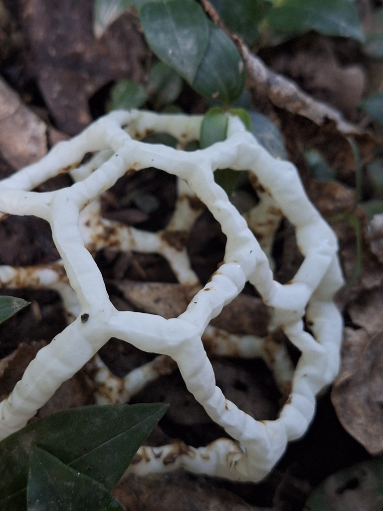 Ileodictyon cibarium · April 2026 · photo: © juliette_f (iNaturalist, cc-by)