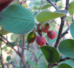 Cotoneaster alaunicus