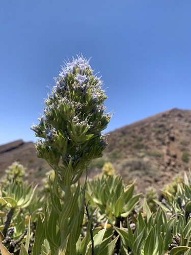 Echium vulcanorum