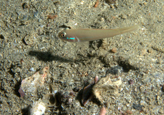 Valenciennea randalli