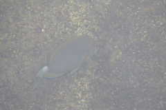 Acanthurus nigroris