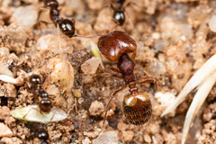Pheidole xerophila