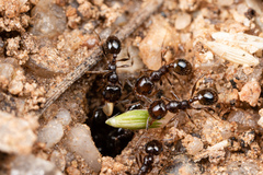 Pheidole xerophila