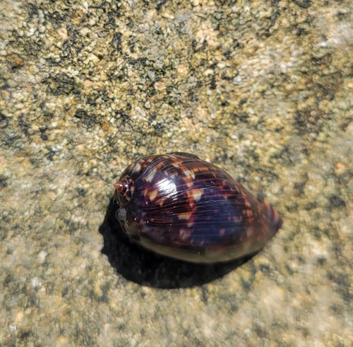 Cypraea observed 2026-04-26