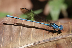 Argia fissa
