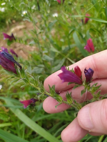 Echium creticum creticum
