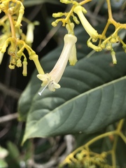 Palicourea lineariflora