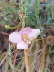 Chironia linoides