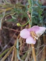 Chironia linoides, photograph (c) Jared Zachary Herman, some rights reserved (CC BY)