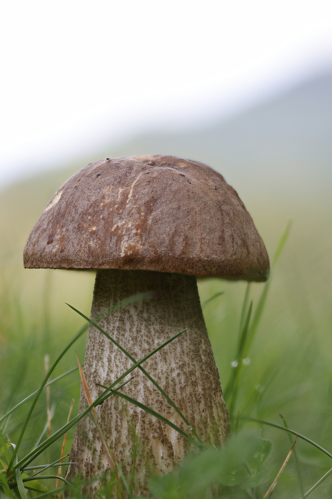 Leccinum scabrum · April 2026 · photo: © mstirling (iNaturalist, cc-by)