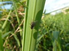 Diptera