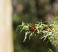 Heteronympha banksii