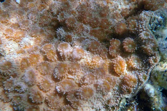 Echinopora hirsutissima