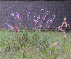 Dierama pulcherrimum