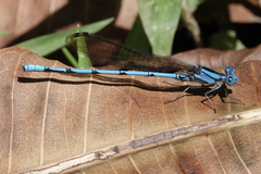 Argia fissa