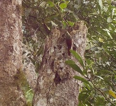 Xiphorhynchus lachrymosus