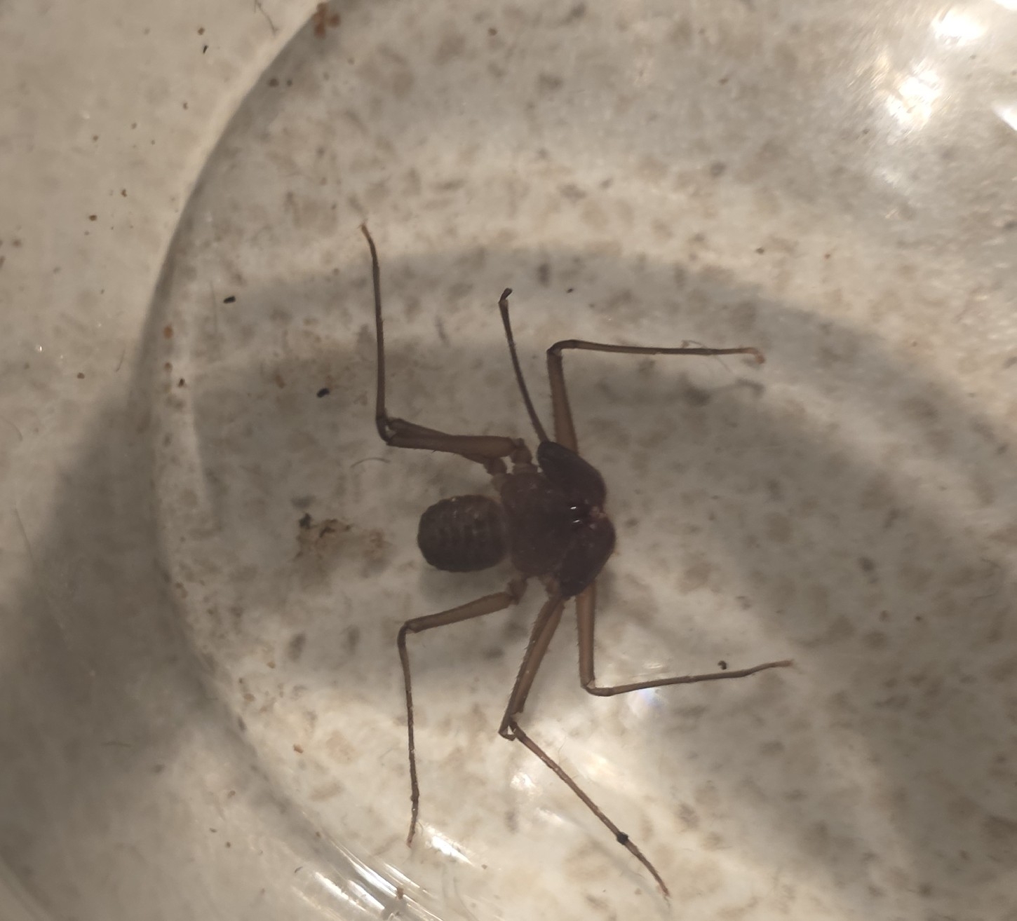 Sarax ioanniticus (Kritscher, 1959)