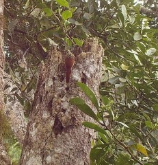 Xiphorhynchus lachrymosus