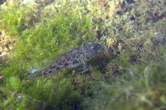 Acentrogobius janthinopterus