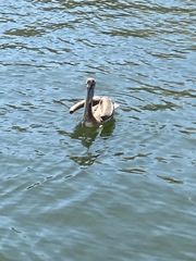 Pelecanus occidentalis