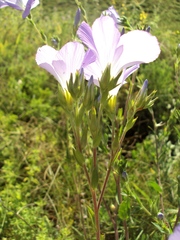 Linum hirsutum