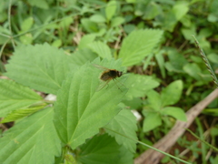 Bombyliidae